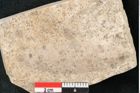 Foto (Detailansicht) von Quercus palaeoilex Ettingshausen (NHMW-GEO-2024-0188-8111)